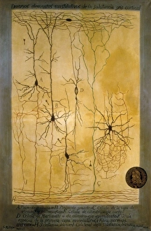 Kortexgraum schema von Santiago Ramón y Cajal