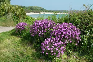 Bryher Inseln der Shireinseln Großbritannien Europa