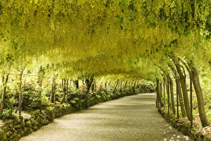 Laburnum-Arch im Bodnant-Garten nahe Tal-y-Cafn in Conwy in Wales